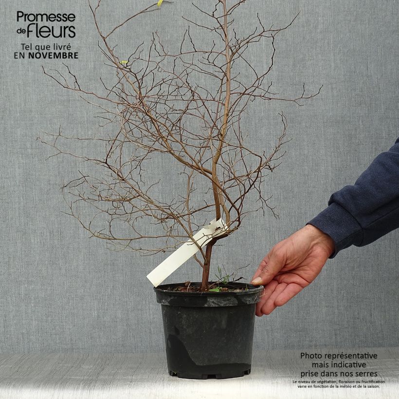 Ejemplar de Styrax japonica Maceta 3L/4L entregado en otoño