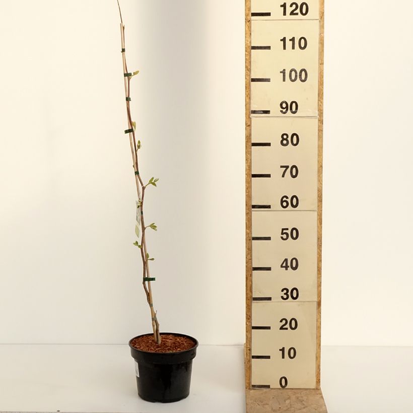 Styrax obassia - Styrax à grandes feuilles en pot de 2/3L Ejemplar entregado en la primavera