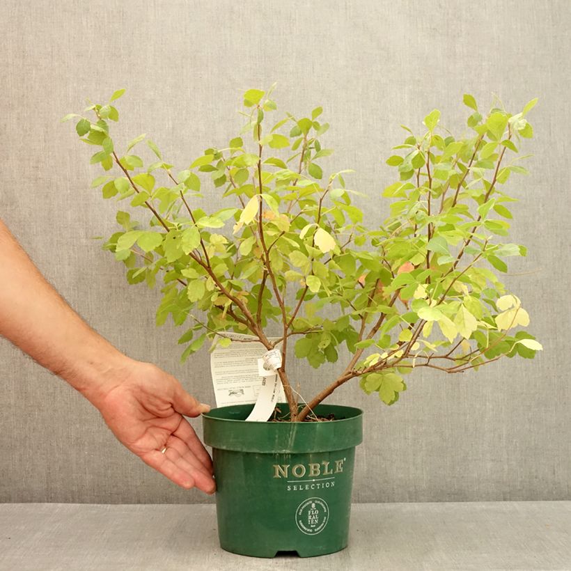 Ejemplar de Rhus aromatica Gro-Low Maceta 3L/4L entregado en verano