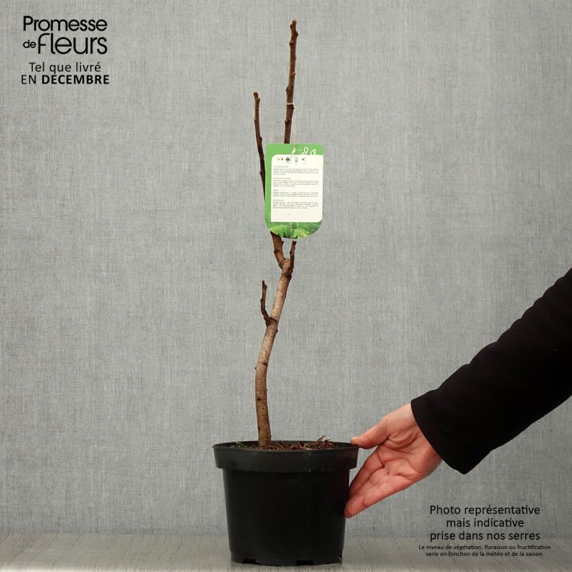 Ejemplar de Rhus typhina Dissecta - Zumaque de Virginia Maceta 3L/4L entregado en otoño