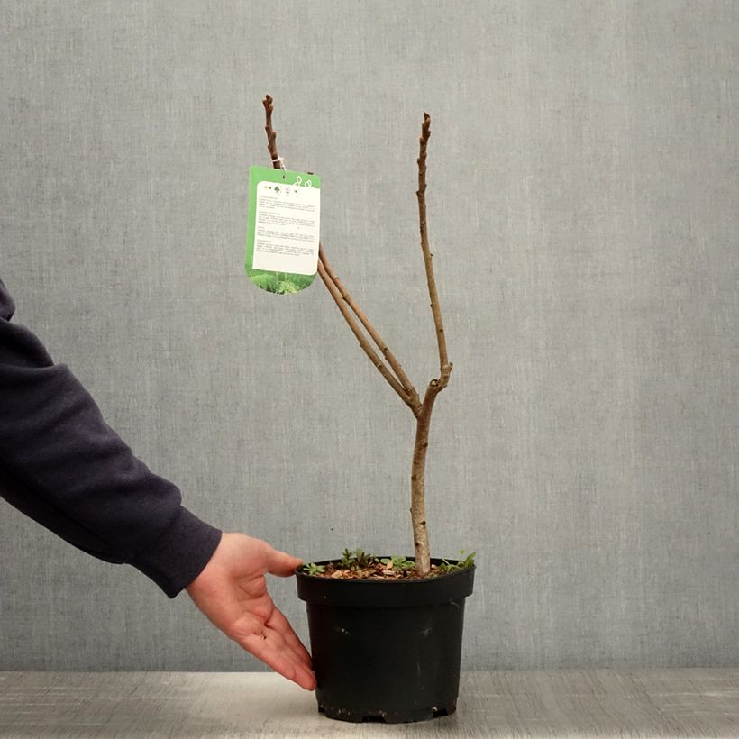 Rhus typhina Dissecta - Zumaque de Virginia Maceta 3L/4LAltura de entrega aprox. 40cm Ejemplar entregado en la primavera