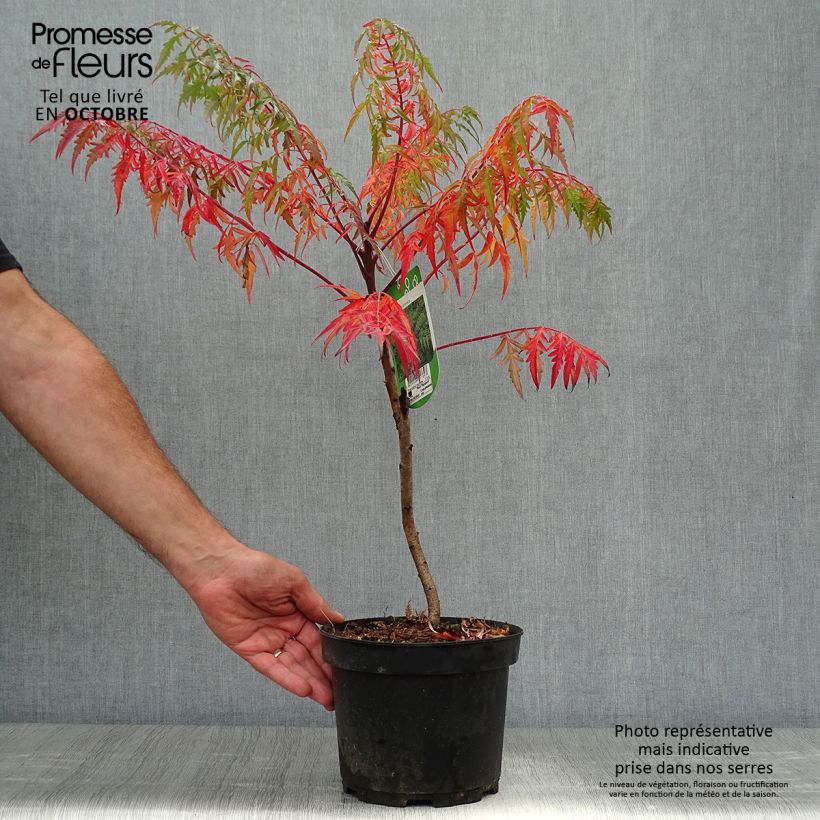 Ejemplar de Rhus glabra Laciniata Maceta 3L/4L entregado en otoño