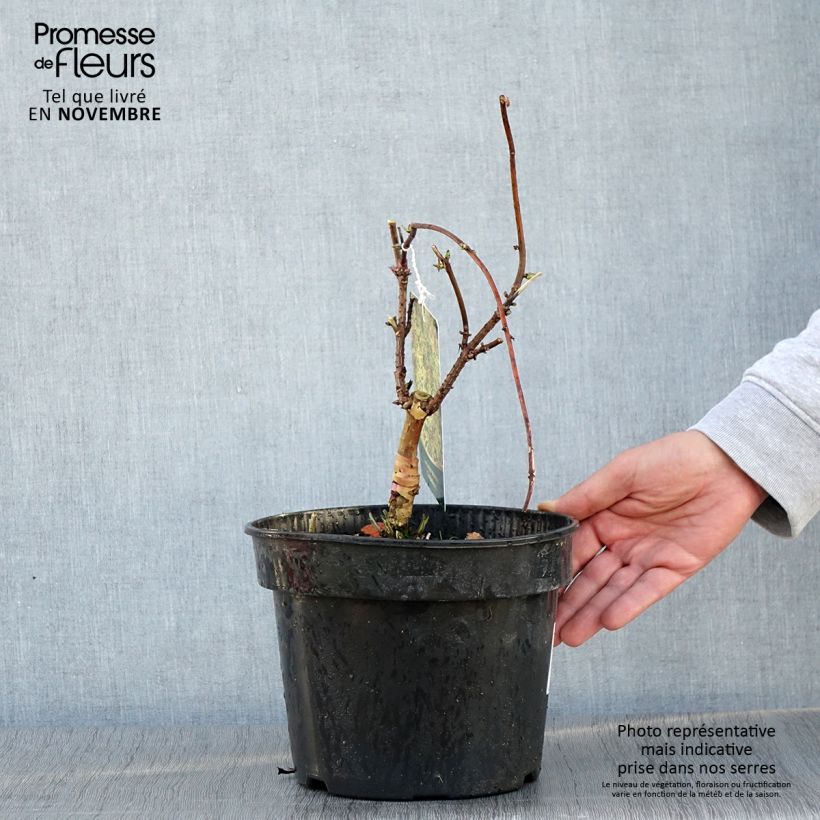 Ejemplar de Saúco rojo Goldenlocks - Sambucus racemosa Maceta 4L/5L entregado en otoño