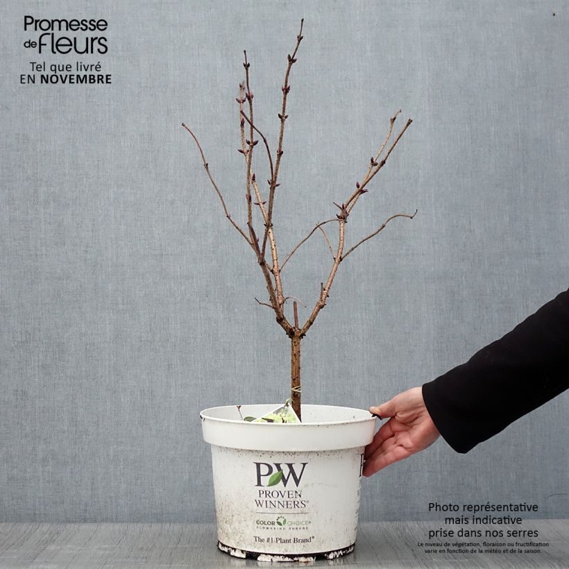 Ejemplar de Saúco rojo Lemony Lace - Sambucus racemosa Maceta 7,5L/10L entregado en otoño