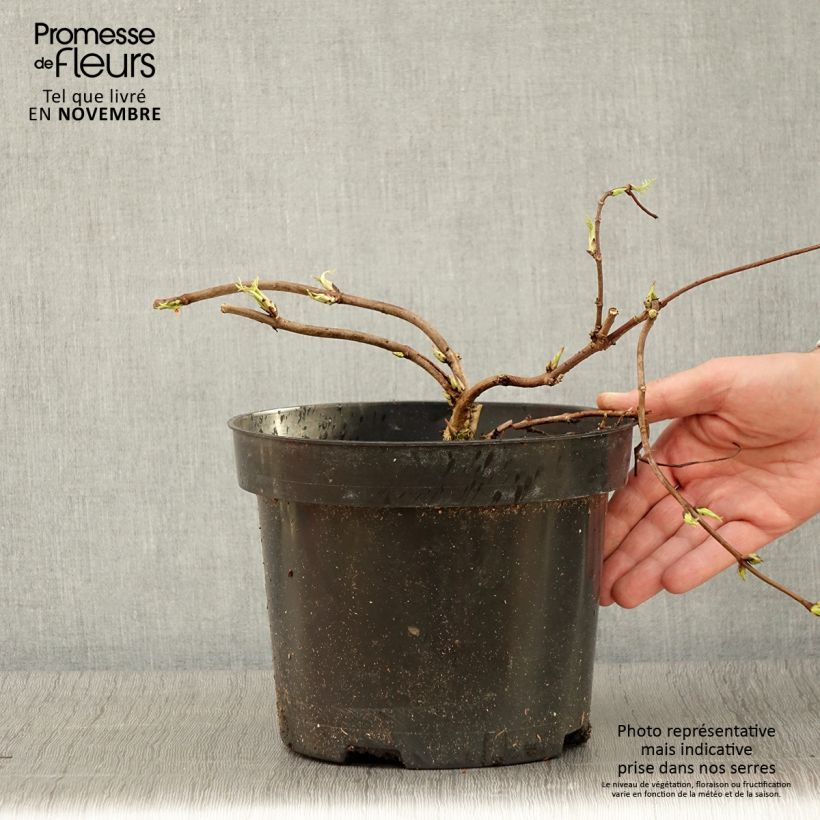 Ejemplar de Saúco rojo Tenuifolia - Sambucus racemosa Maceta 4L/5L entregado en otoño