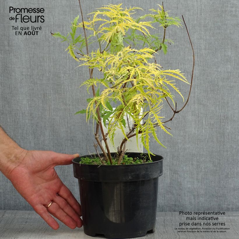 Ejemplar de Saúco rojo Welsh Gold - Sambucus racemosa Maceta 3L/4L entregado en verano