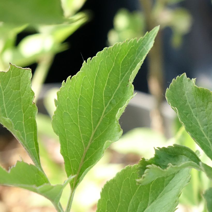 Saúco negro var. albida - Sambucus nigra (Follaje)
