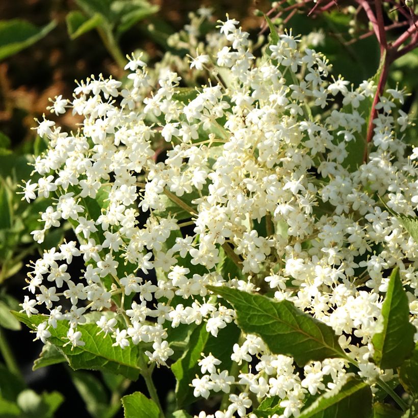 Saúco negro var. albida - Sambucus nigra (Floración)