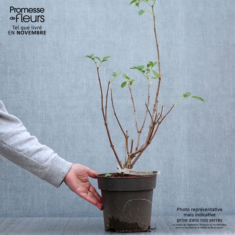 Ejemplar de Saúco negro var. albida - Sambucus nigra Maceta 4L/5L entregado en otoño