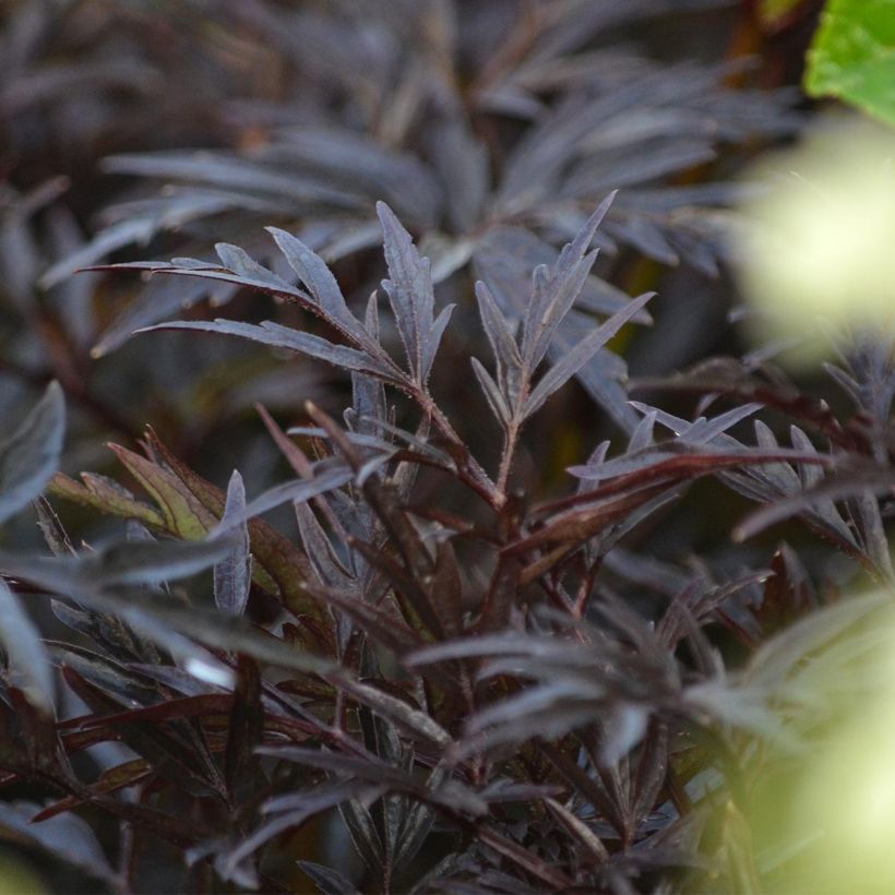 Saúco negro Black Lace - Sambucus nigra (Follaje)