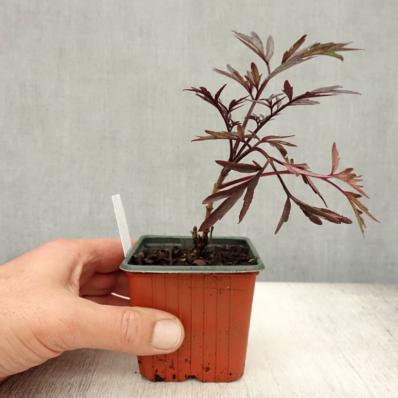 Ejemplar de Saúco negro Black Lace - Sambucus nigra Maceta de 8/9 cm entregado en otoño