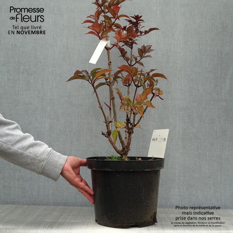 Ejemplar de Saúco negro Black Tower - Sambucus nigra Maceta 7,5L/10L entregado en otoño