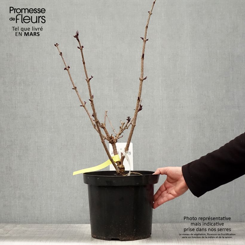 Saúco negro Black Tower - Sambucus nigra Maceta 7,5L/10LAltura de entrega aprox. 60/80cm Ejemplar entregado en la primavera