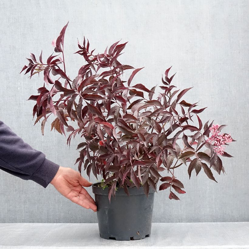 Saúco negro - Blue Sheen - Sambucus nigra Maceta 4L/5L Ejemplar entregado en la primavera