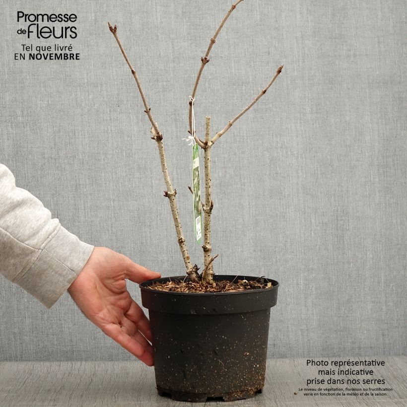 Ejemplar de Saúco negro - Sambucus nigra Maceta 2L/3L entregado en otoño