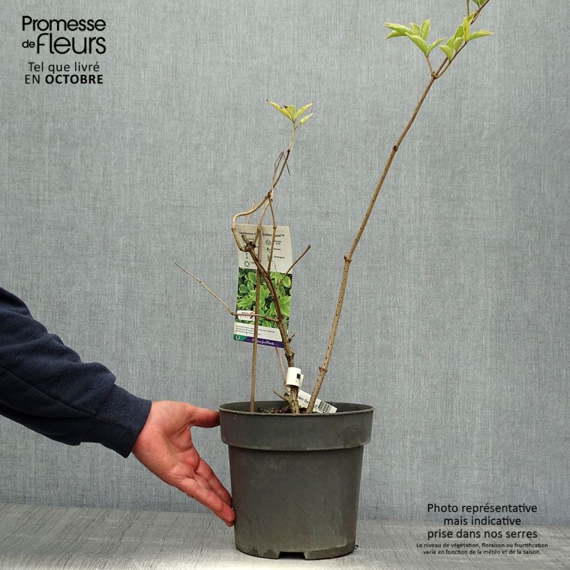 Ejemplar de Saúco negro Golden Spark - Sambucus nigra Maceta 3L/4L entregado en otoño