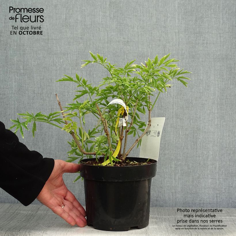 Ejemplar de Saúco negro Golden Tower - Sambucus nigra Maceta 3L/4L entregado en otoño