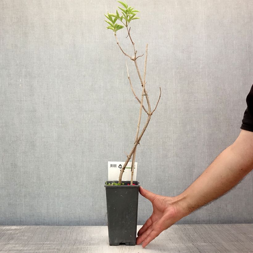 Ejemplar de Saúco negro Haschberg - Sambucus nigra Maceta 1,5L/2L, Formación arbustivaAltura de entrega aprox. 15/20cm entregado en verano