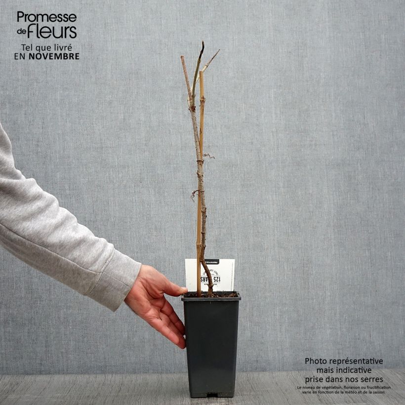 Ejemplar de Saúco negro Korsor - Sambucus nigra Maceta 1,5L/2L, Formación arbustiva entregado en otoño