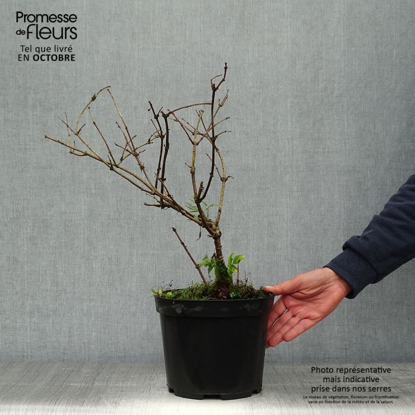 Ejemplar de Saúco negro Linearis - Sambucus nigra Maceta 3L/4L entregado en otoño
