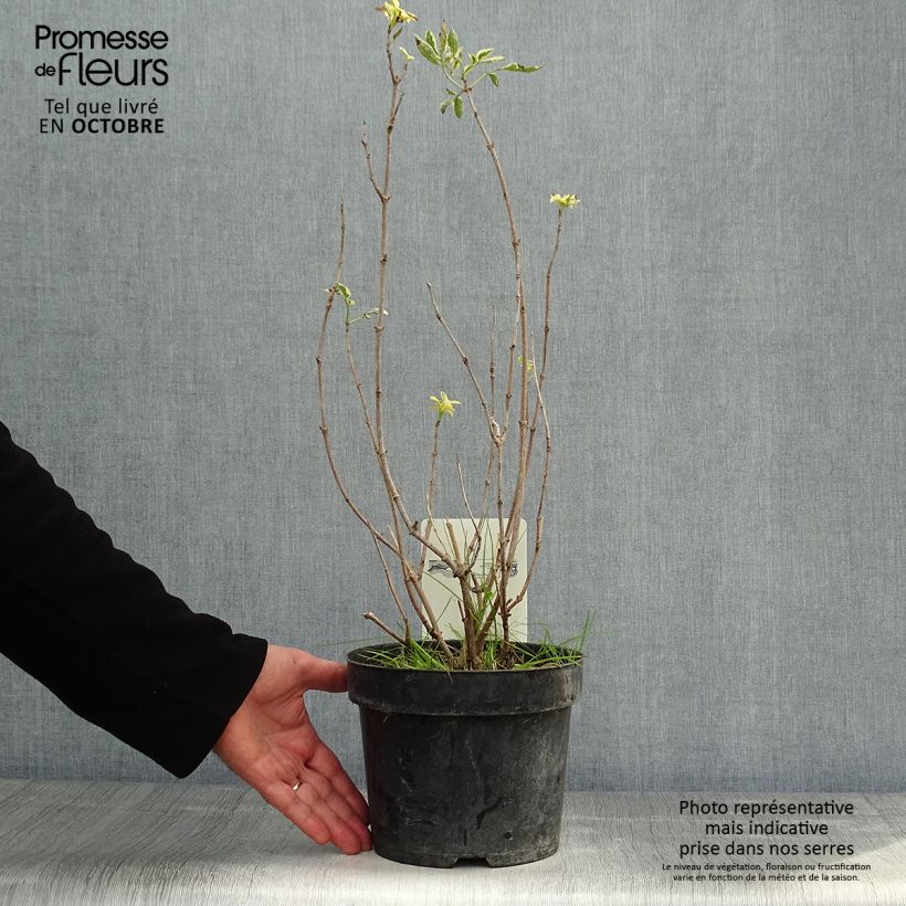 Ejemplar de Saúco negro Madonna - Sambucus nigra Maceta 3L/4L entregado en otoño