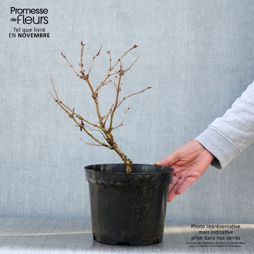 Ejemplar de Saúco negro Marion Bull - Sambucus nigra Maceta 4L/5L entregado en otoño
