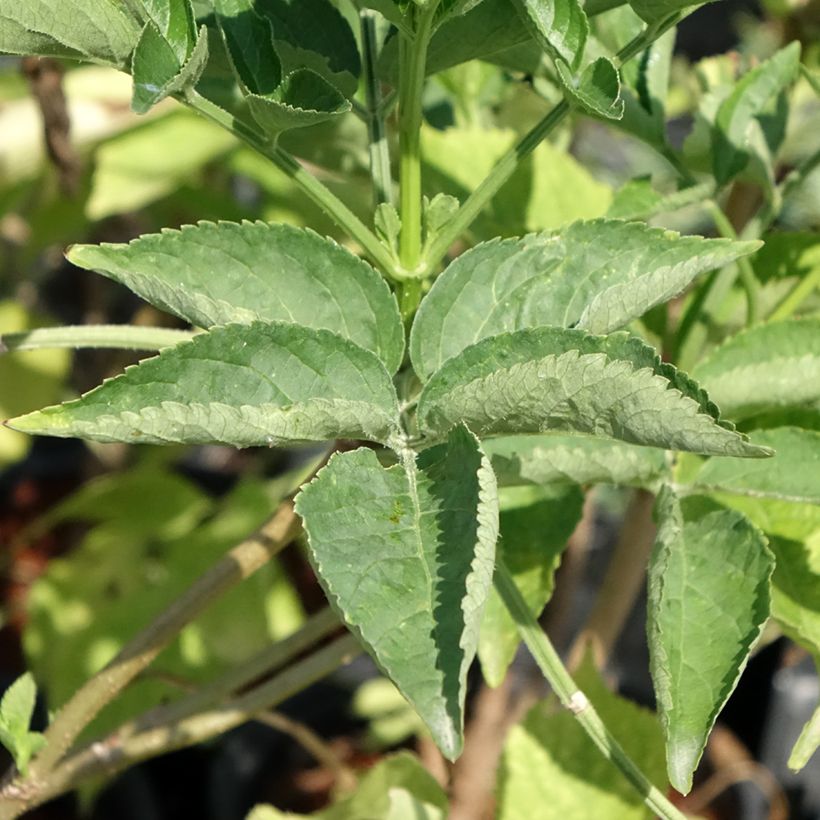 Saúco negro - Sambucus nigra (Follaje)