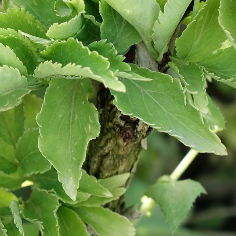 Saúco negro Pyramidalis - Sambucus nigra (Follaje)