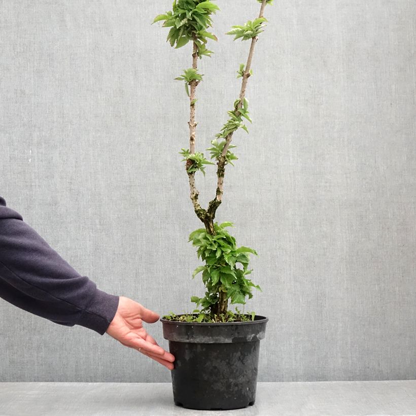 Saúco negro Pyramidalis - Sambucus nigra Maceta 4L/5LAltura de entrega aprox. 60/80cm Ejemplar entregado en la primavera