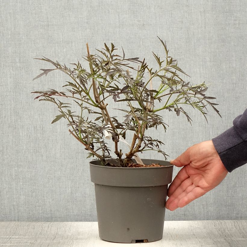 Ejemplar de Saúco negro Straight Laced - Sambucus nigra Maceta 3L/4L entregado en verano