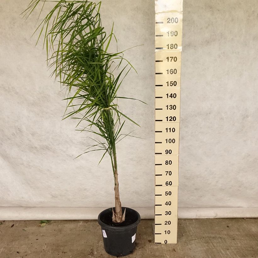 Ejemplar de Syagrus romanzoffiana - Coco plumoso Maceta 20L/25LAltura de entrega aprox. 200/225cm entregado en verano
