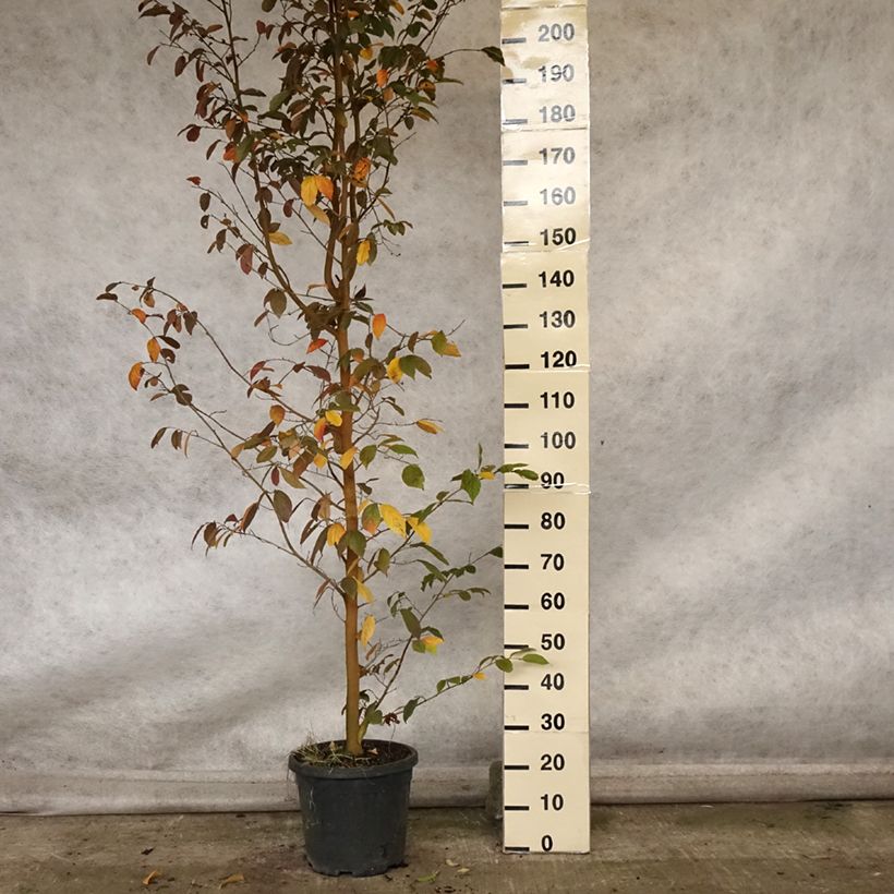 Ejemplar de Sycoparrotia semidecidua Autunno Rosso Maceta 12L/15L entregado en otoño