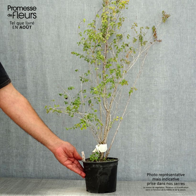 Ejemplar de Symphoricarpos chenaultii - Baya de coral Maceta 2L/3LAltura de entrega aprox. 60/70cm entregado en verano