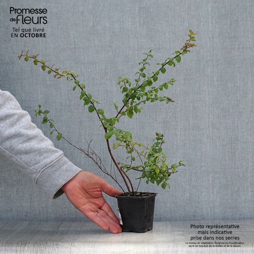 Ejemplar de Symphoricarpos chenaultii Hancock - Baya de coral Maceta de 8/9 cm entregado en otoño