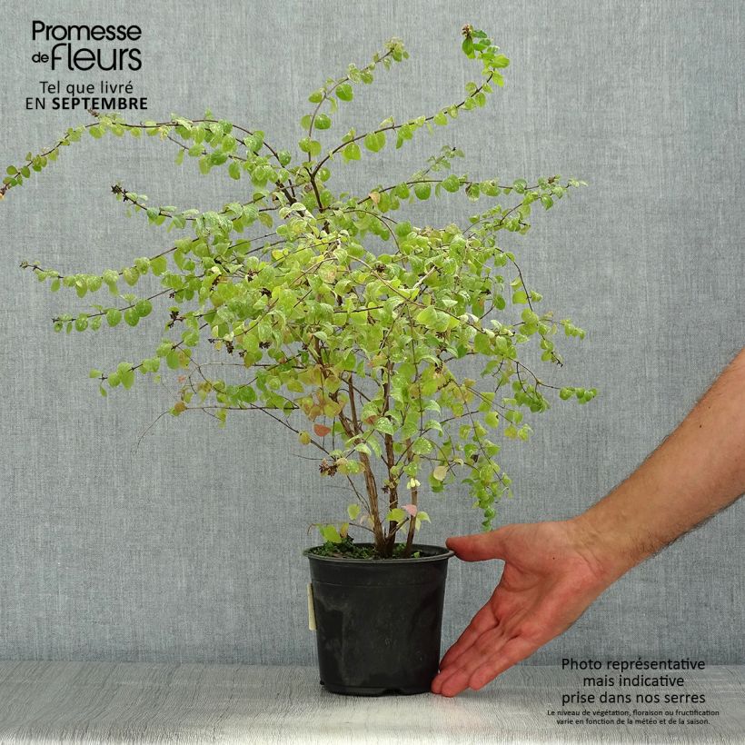 Ejemplar de Symphoricarpos chenaultii Hancock - Baya de coral Maceta 1L/1,5LAltura de entrega aprox. 40+cm entregado en verano