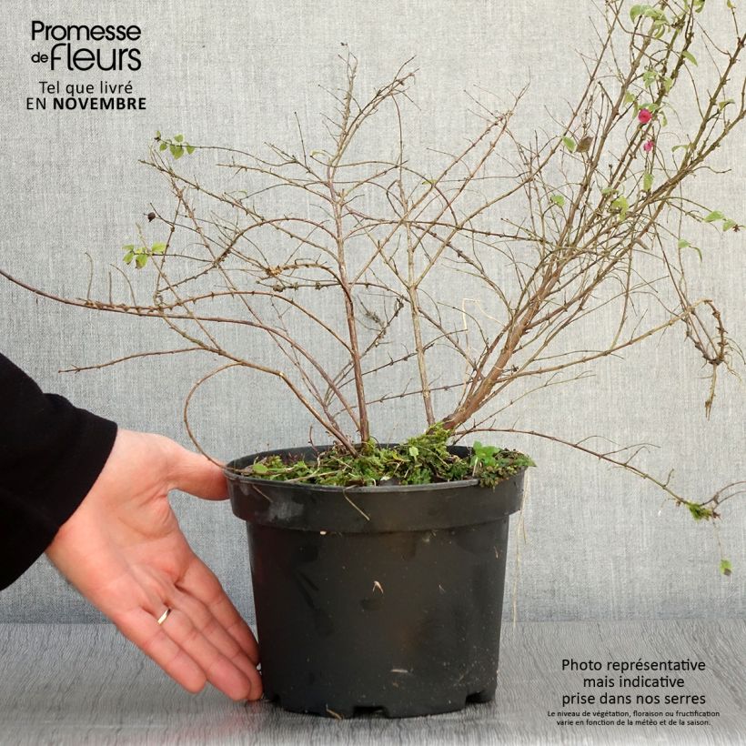 Ejemplar de Symphoricarpos chenaultii Hancock - Baya de coral Maceta 2L/3L entregado en otoño
