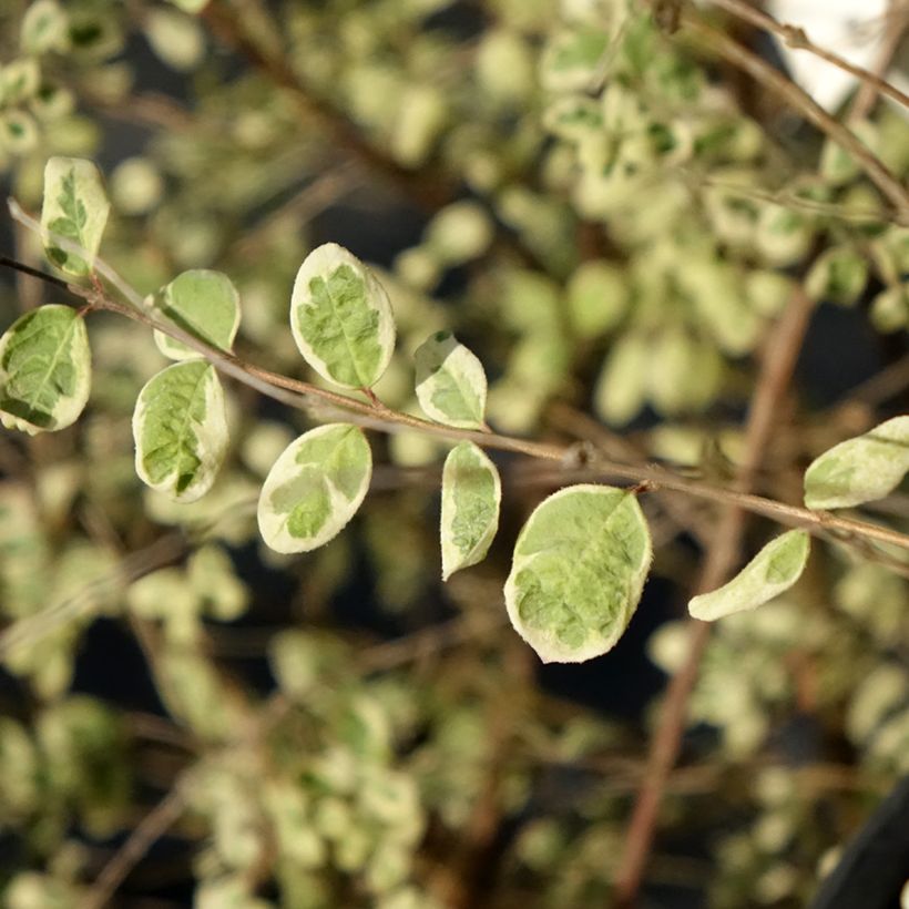 Symphoricarpos chenaultii Fiesta Berry - Baya de coral (Follaje)