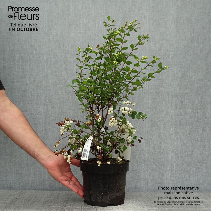 Ejemplar de Symphoricarpos Magical Galaxy - Baya de coral Maceta 3L/4L entregado en otoño