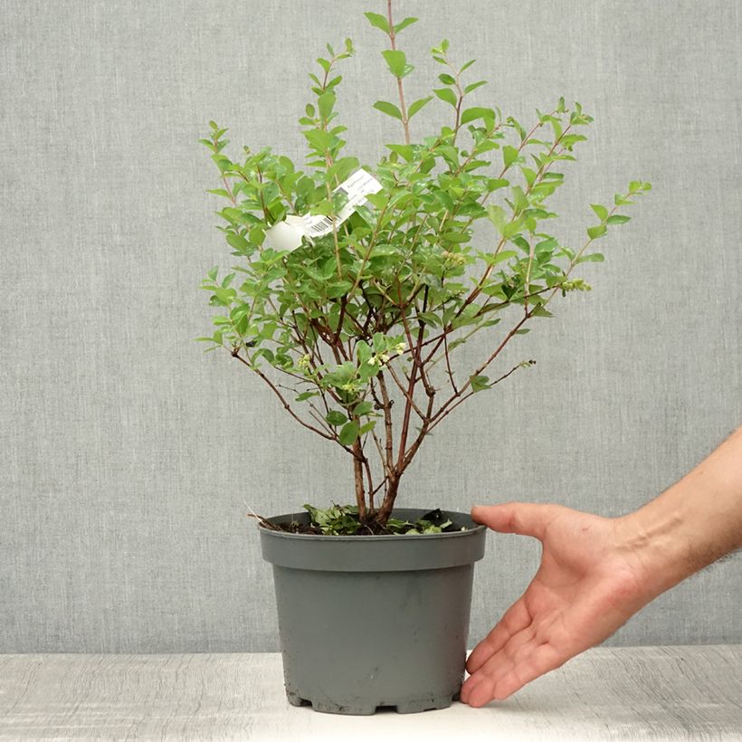Ejemplar de Symphoricarpos Mother Of Pearl - Baya de coral Maceta 2L/3L entregado en verano