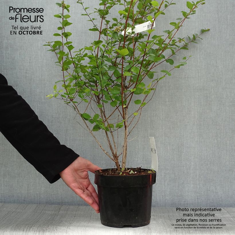 Ejemplar de Symphoricarpos Amethyst - Baya de coral Maceta 2L/3L entregado en otoño