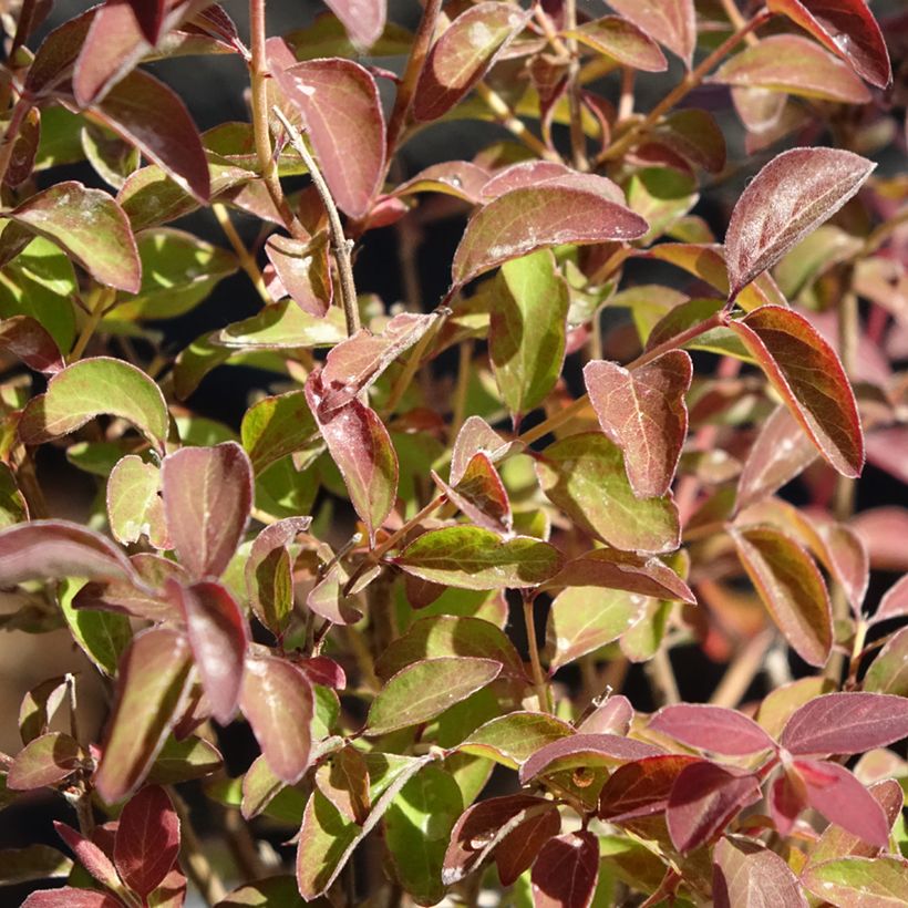 Symphoricarpos Magical Berry Christmas - Baya de coral (Follaje)