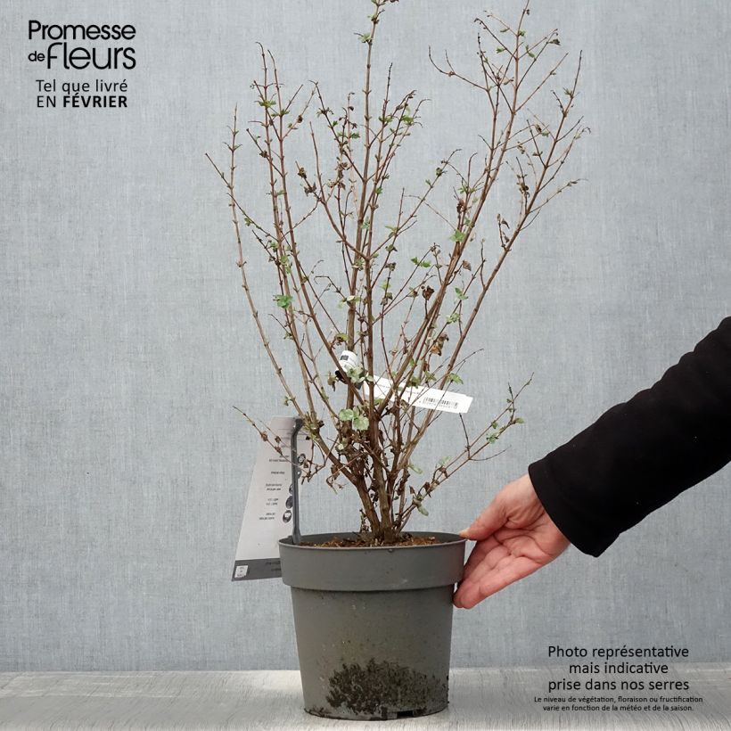 Symphoricarpos Symphony Rock - Baya de coral Maceta 4L/5L Ejemplar entregado en invierno
