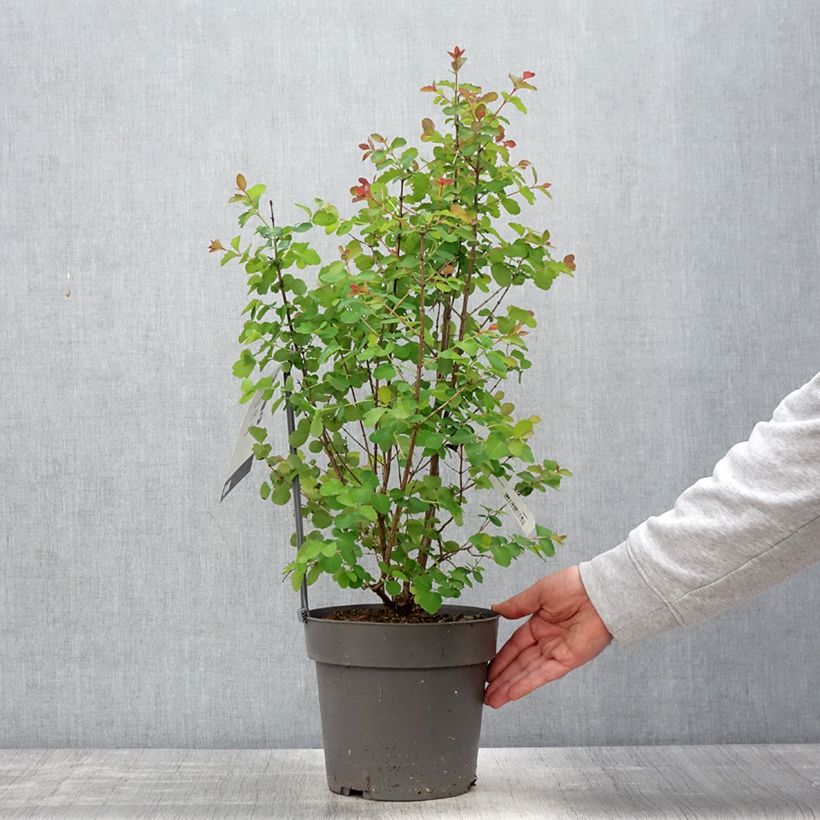 Symphoricarpos Symphony Rock - Baya de coral Maceta 4L/5L Ejemplar entregado en la primavera