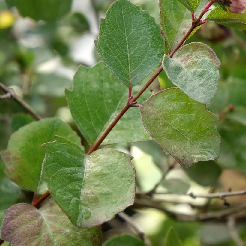 Symphoricarpos Symphony Rumble - Baya de coral (Follaje)