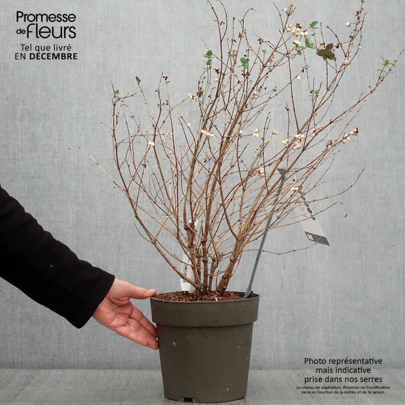 Ejemplar de Symphoricarpos Symphony Rumble - Baya de coral Maceta 6L/7L entregado en otoño