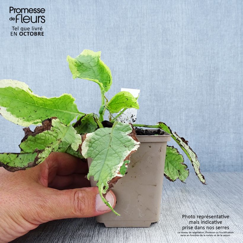 Ejemplar de Symphytum Goldsmith - Consuelda Maceta de 8/9 cm entregado en otoño