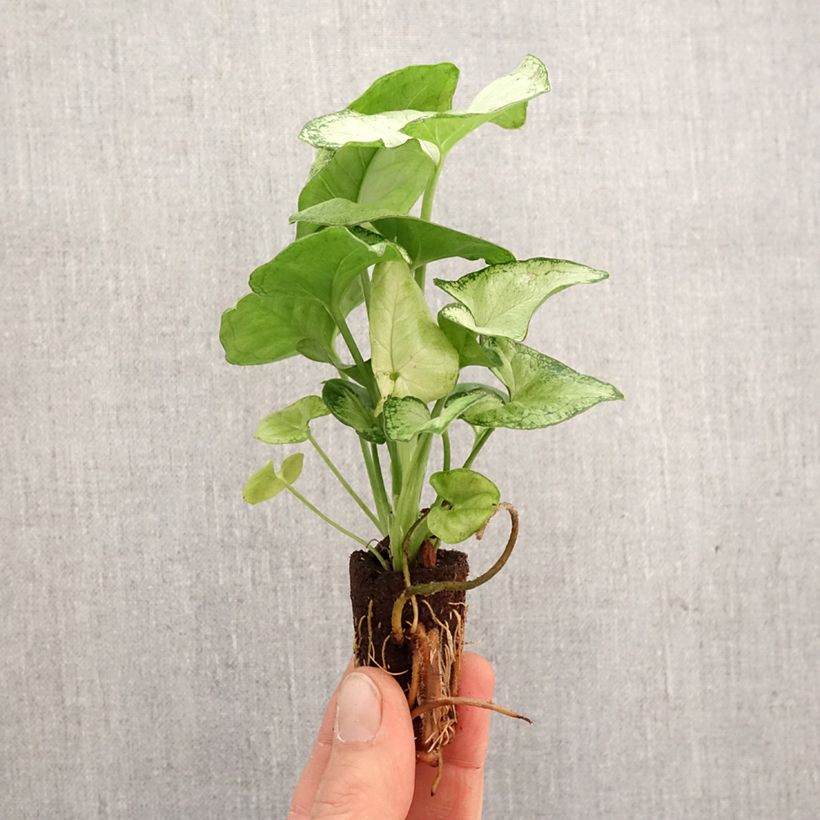 Syngonium Confetti - Mini-motte Ø 3/4 cm Ejemplar entregado en la primavera