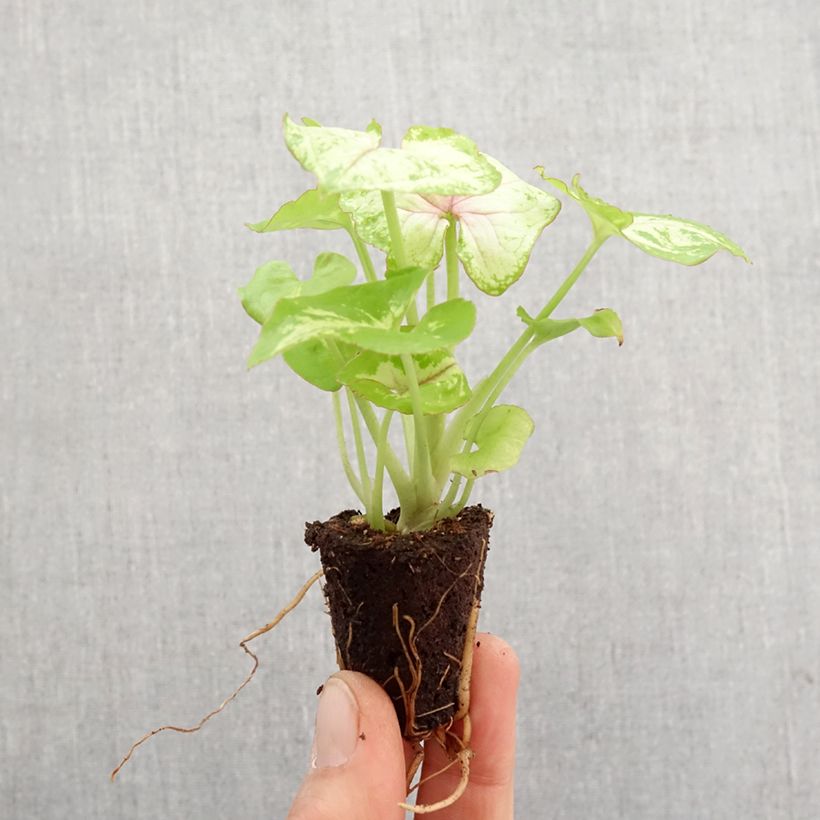 Syngonium Golden Allusion - Mini-motte Ø 3/4 cm Ejemplar entregado en la primavera