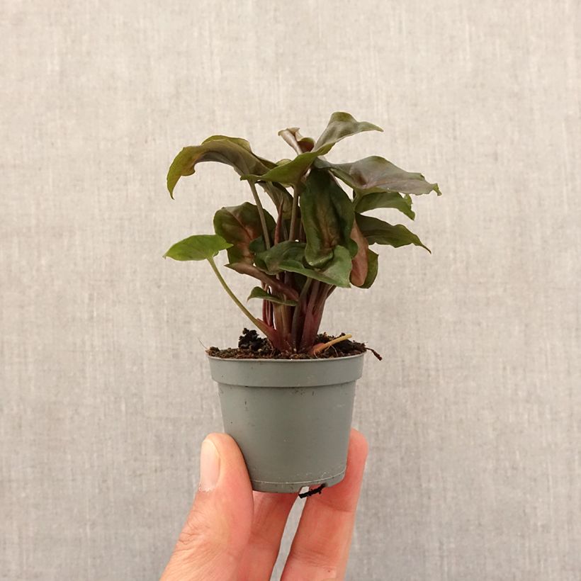 Syngonium Maria Allusion Mini-plante Ejemplar entregado en la primavera