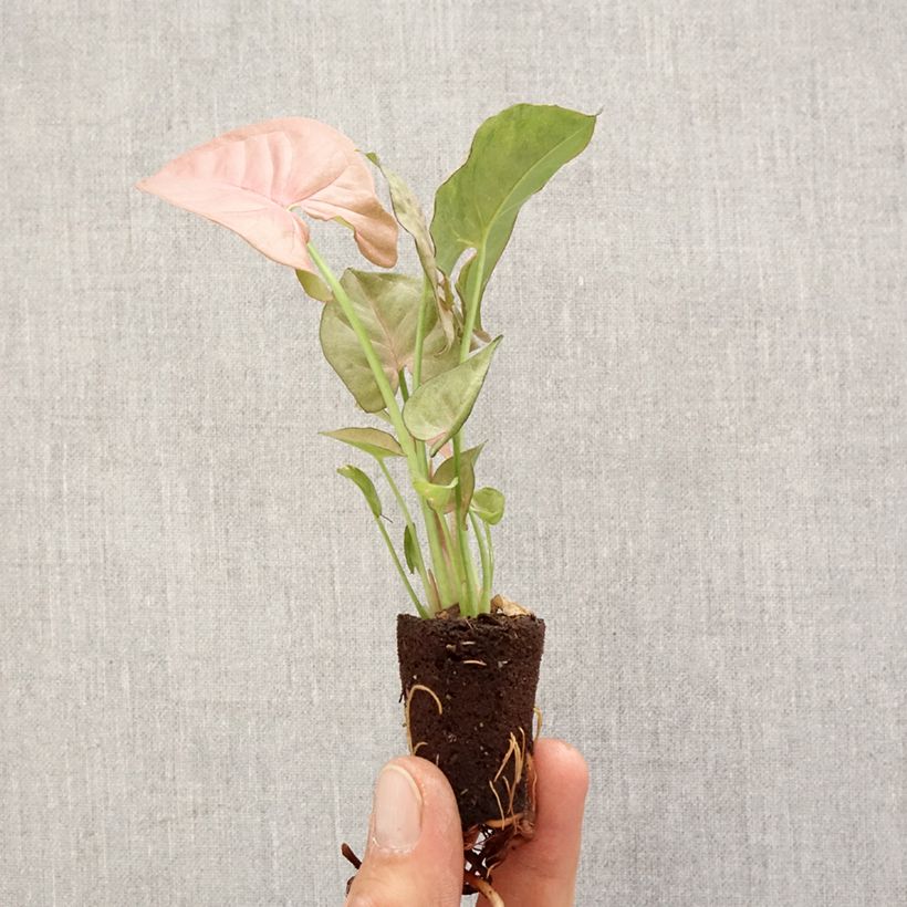Syngonium Neon Robusta Mini-plante Ejemplar entregado en la primavera